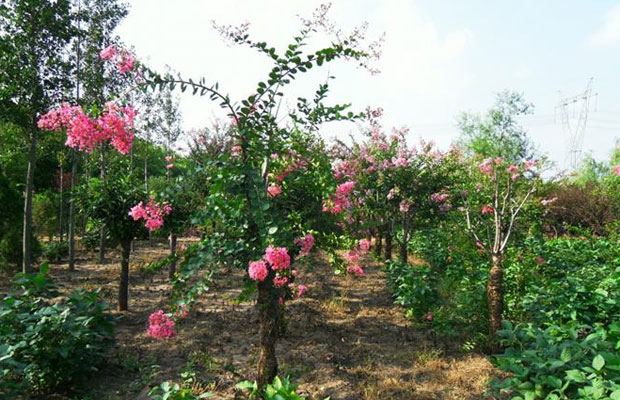 紫薇養(yǎng)殖.jpg