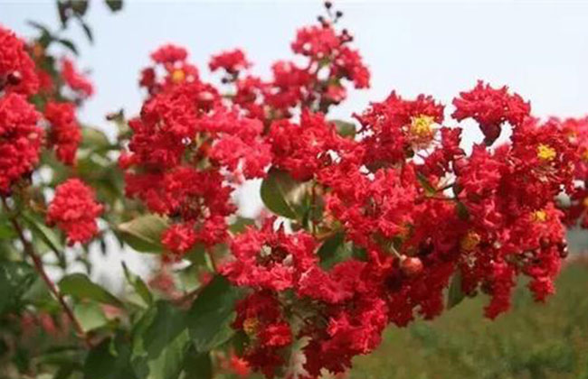 紫薇種子什么時候種?紫薇種子的播種方法