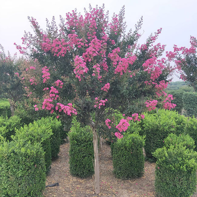 紫薇種子什么時候種?紫薇種子的播種方法