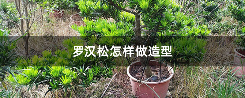 羅漢松怎樣做造型