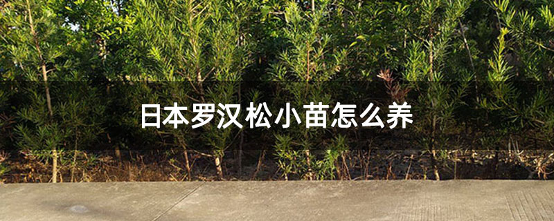 日本羅漢松小苗怎么養(yǎng)