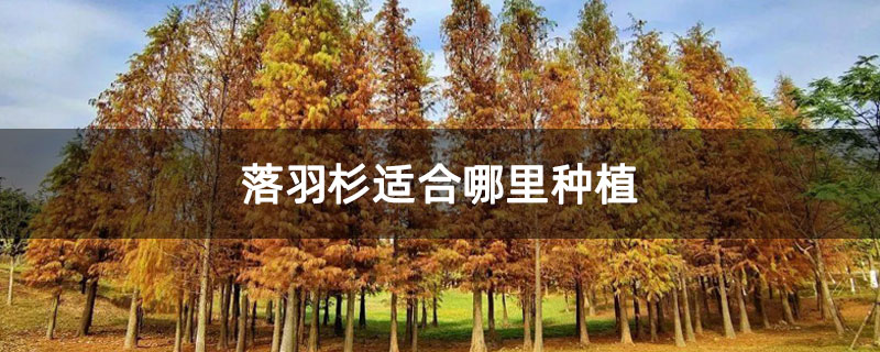 落羽杉適合哪里種植