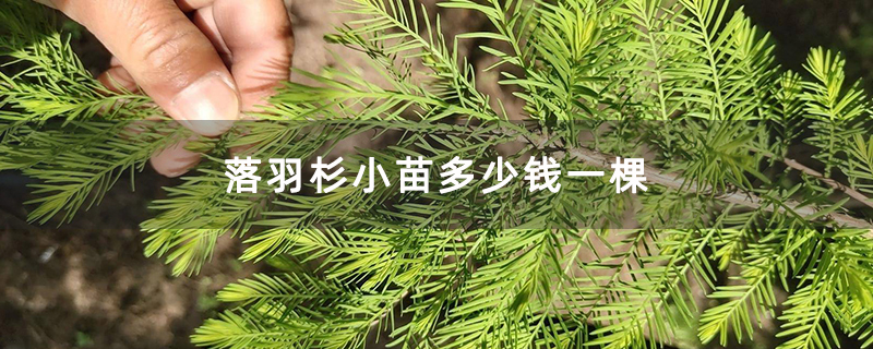 落羽杉小苗多少錢一棵