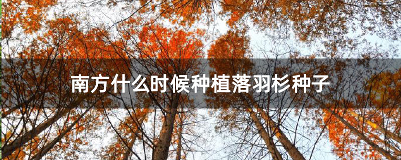 南方什么時(shí)候種植落羽杉種子