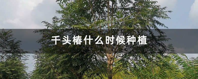 千頭椿什么時(shí)候種植
