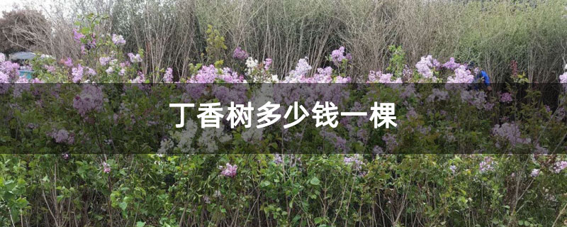 丁香樹(shù)多少錢一棵