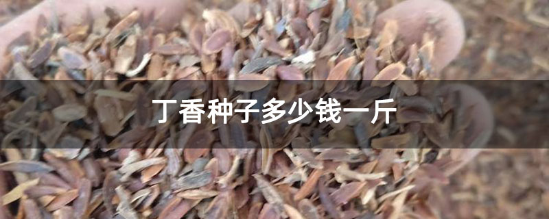 丁香種子多少錢一斤