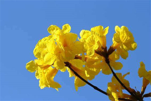 黃花風(fēng)鈴木基地實(shí)拍圖片