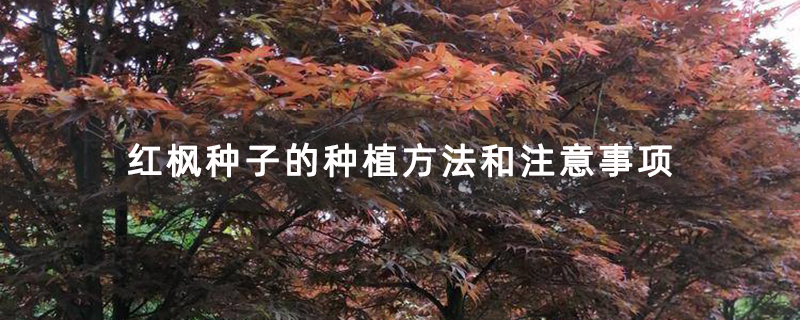紅楓種子的種植方法和注意事項(xiàng)