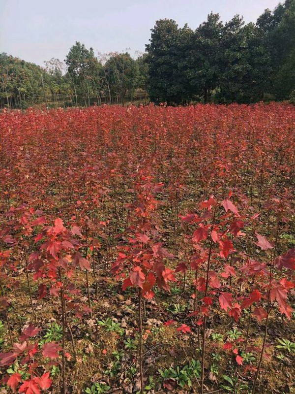 美國紅楓小苗基地實拍-12101139.jpg