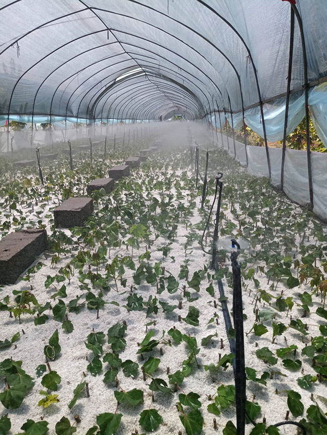 紅楓多久澆一次水?紅楓澆水的正確方法