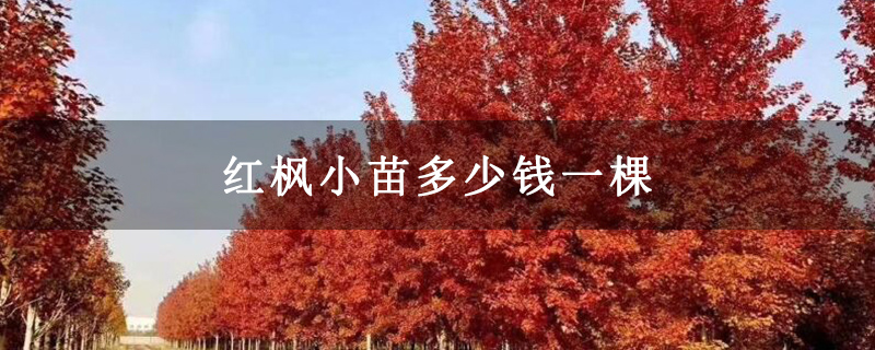 紅楓小苗多少錢一棵
