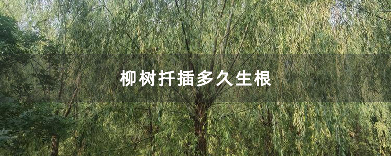 柳樹苗種植基地
