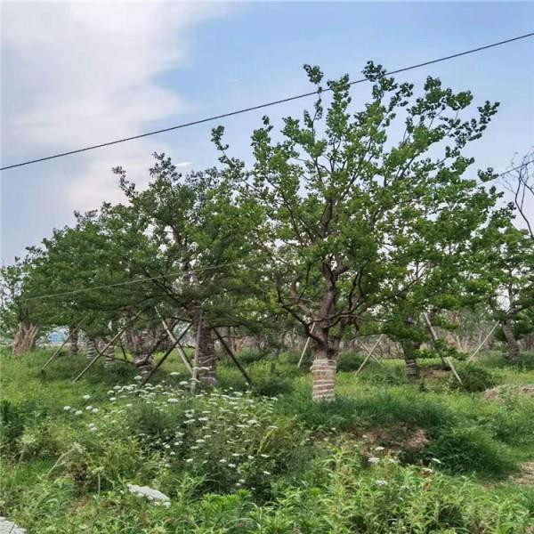 叢生黃連木圖片