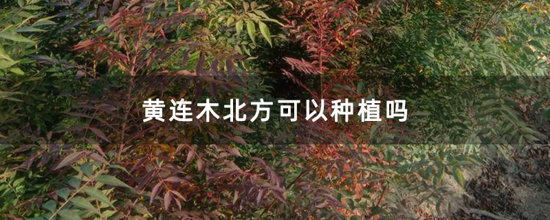 黃連木種植基地
