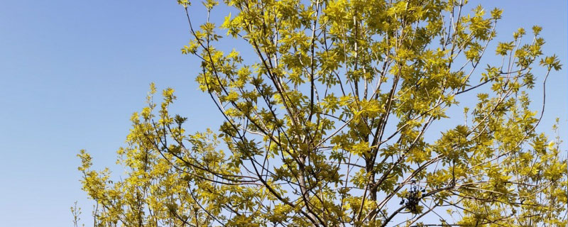 5公分金葉白蠟價格多少錢一棵