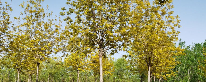 5公分金葉白蠟價格多少錢一棵 5公分金葉白蠟價格多少錢一棵？苗圃供應(yīng)5~12公分金葉白蠟樹苗，樹形美觀，樹姿漂亮，枝葉茂盛，生長旺盛，它根系發(fā)達，移栽成活了高。原產(chǎn)地供應(yīng)直銷金葉白蠟的價格低于市場，5公分金葉白蠟價格180元一棵。本文主要介紹金葉白蠟價格、種植、園林用途等內(nèi)容，如果您需要采購金葉白蠟，可以到文章下方咨詢花木網(wǎng)商家。 金葉白蠟屬于彩葉樹種之一，市場上米徑為8厘米價格為240-270元左右，河北金葉白蠟米徑為6厘米價格為80-85元左右，擁有很強的適應(yīng)能力，特點是抗寒冷、干旱、鹽堿。從花木網(wǎng)了解到，5公分金葉白蠟價格180元一棵，地徑2公分金葉白蠟價格10元一棵，4公分金葉白蠟價格96元一棵。注：金葉白蠟的價格受到行情和規(guī)格的影響，有上下浮動，供參考，有需要采購的朋友可以咨詢商家獲取實時報價。 金葉白蠟的園林價值有哪些 1、金葉白蠟樹高10-15米，枝葉稠密，樹形優(yōu)美，嫩葉金黃，7月底以后，漸變?yōu)辄S綠色。植株的適應(yīng)性很好，可以廣泛栽種于陽坡、山麓、溝谷、水邊、丘陵、平原地區(qū)。 2、金葉白蠟成片或者成排種植，極具詩情畫意，近看滿樹葉片金黃，金燦燦的很動人，遠看像金色的鑲邊，搭配其他苗木有畫龍點睛的作用。 3、金葉白蠟的萌發(fā)力強，材理通直，植株生長迅速，柔軟堅韌，樹形優(yōu)美，適合作風(fēng)景樹、行道樹、庭蔭樹等，它的園林應(yīng)用非常廣。