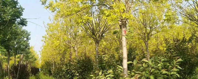 15公分金葉白蠟價格多少錢一棵