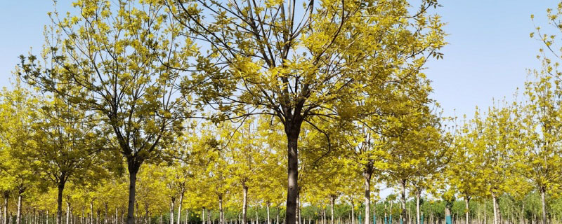 十公分金葉白蠟報價多少錢一棵