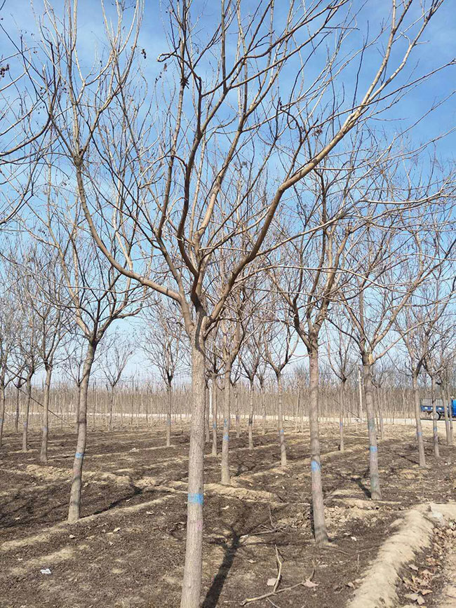 欒樹(shù)的產(chǎn)地是哪兒?欒樹(shù)介紹欒樹(shù)的特點(diǎn)