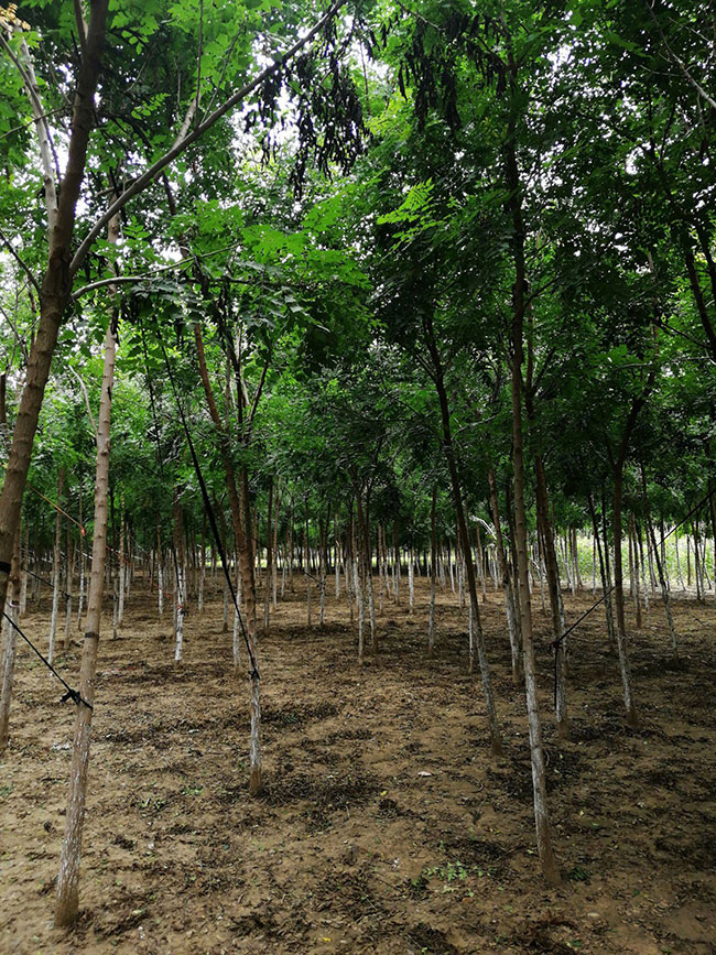 欒樹(shù)的產(chǎn)地是哪兒?欒樹(shù)介紹欒樹(shù)的特點(diǎn)