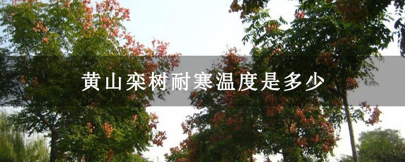 黃山欒樹耐寒溫度是多少