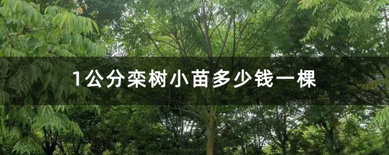 1公分欒樹(shù)小苗多少錢(qián)一棵