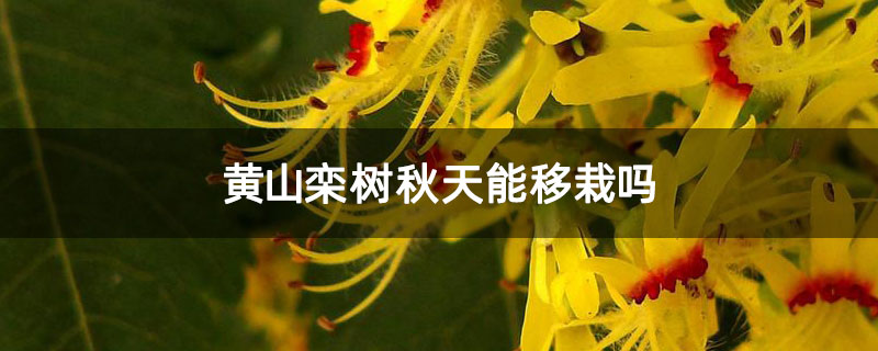 黃山欒樹秋天能移栽嗎