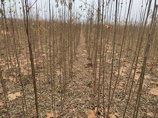 北欒樹蟲害有哪些?欒樹蟲害防治方法