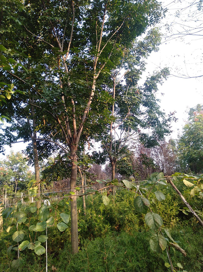 北欒樹蟲害有哪些?欒樹蟲害防治方法