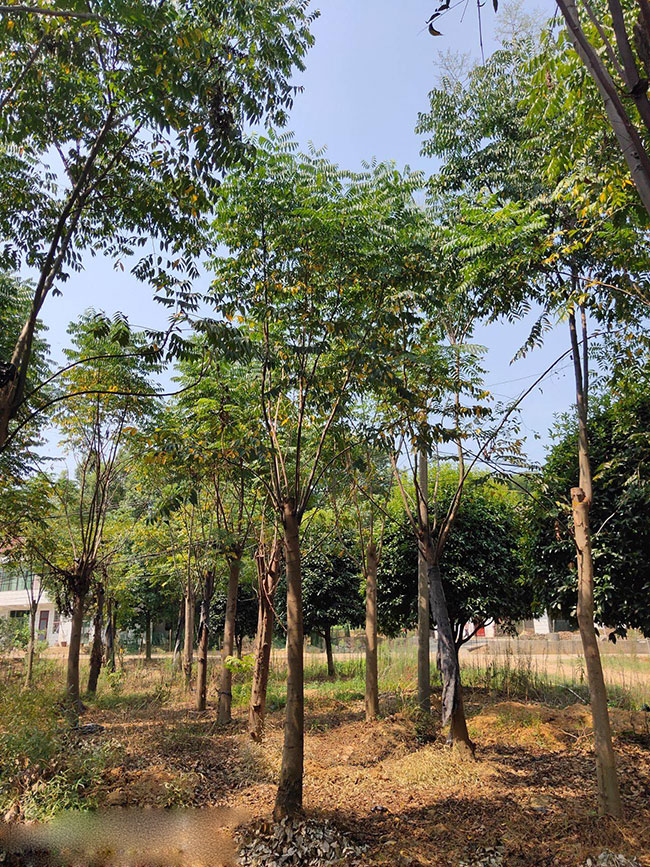 北欒樹蟲害有哪些?欒樹蟲害防治方法