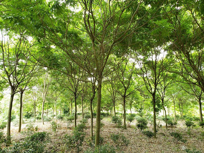 北欒樹蟲害有哪些?欒樹蟲害防治方法