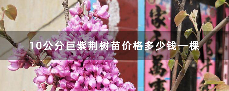 10公分巨紫荊樹