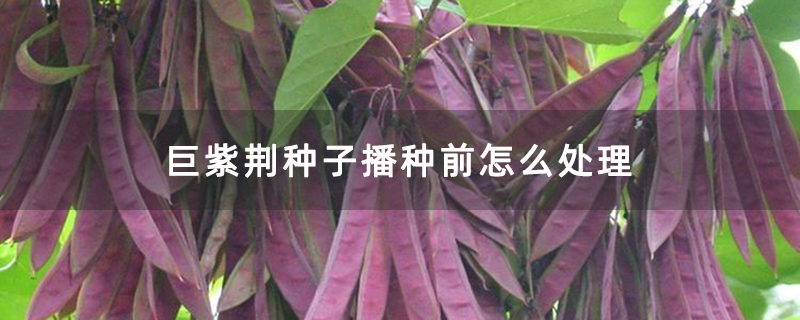 巨紫荊種子播種前怎么處理