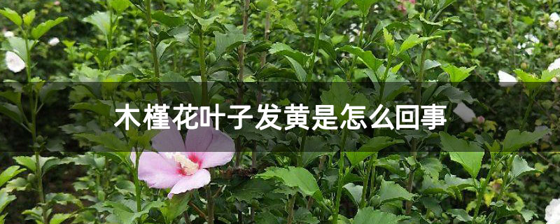 木槿花葉子發黃是怎么回事