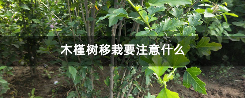 木槿樹(shù)移栽要注意什么