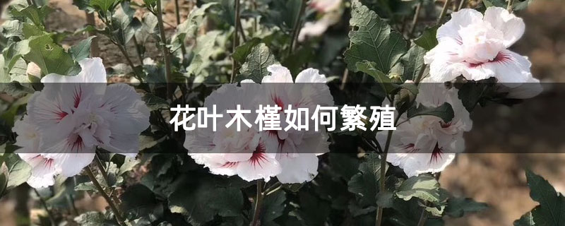花葉木槿如何繁殖