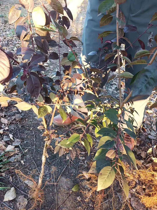 紅葉李樹苗多少錢一棵?2020年紅葉李樹苗價格最新價格