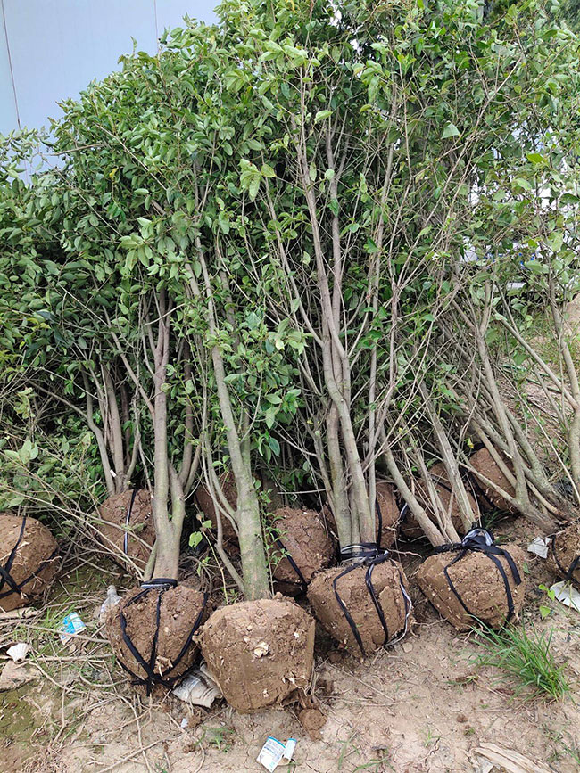 大葉女貞多少錢一棵?2020年大葉女貞價格最新行情預測