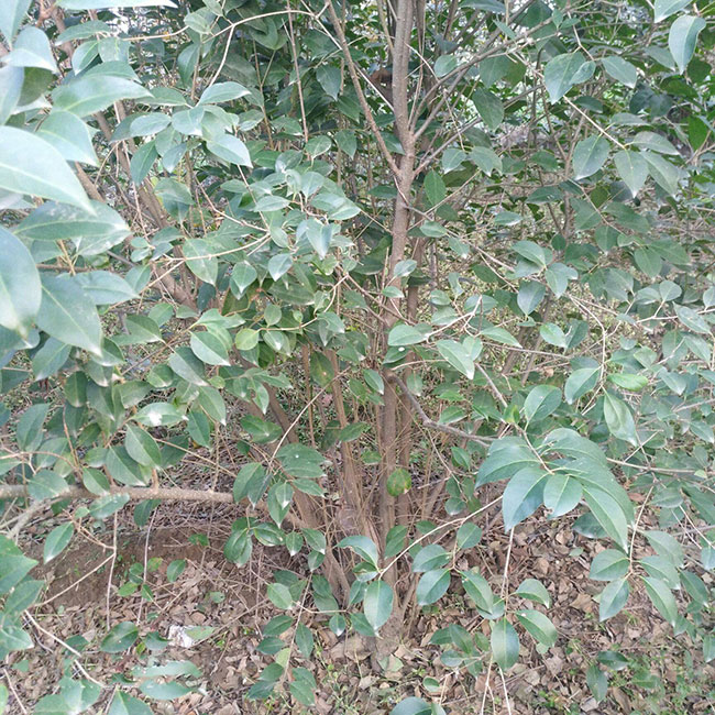 大葉女貞多少錢一棵?2020年大葉女貞價格最新行情預測