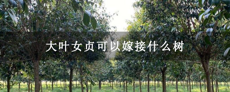 大葉女貞可以嫁接什么樹(shù)