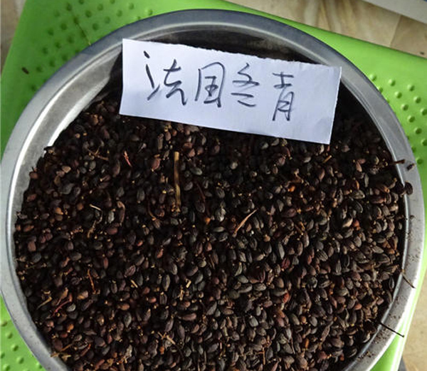 法國冬青種子