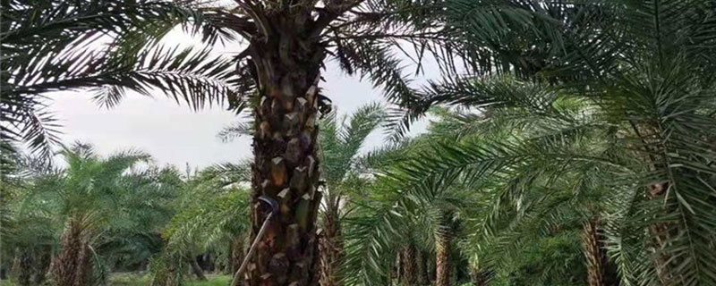 10米中東海棗價格多少錢一棵