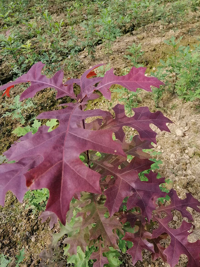 娜塔櫟需要什么肥料?娜塔櫟施肥與管理方法