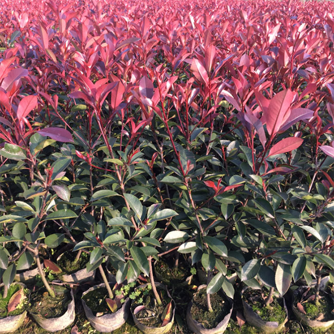 紅葉石楠樹多少錢一棵?