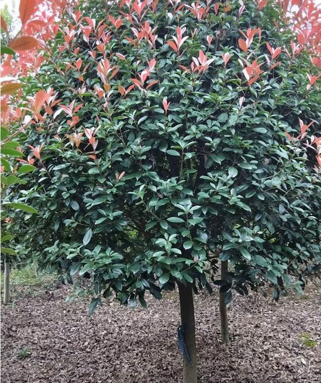 紅葉石楠樹多少錢一棵?