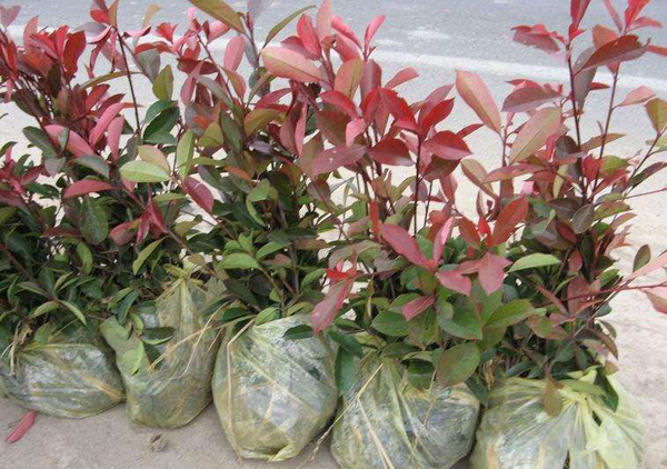 紅葉石楠扦插苗