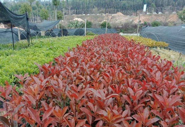 紅葉石楠扦插苗