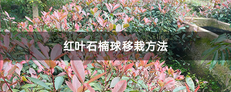 紅葉石楠球移栽方法