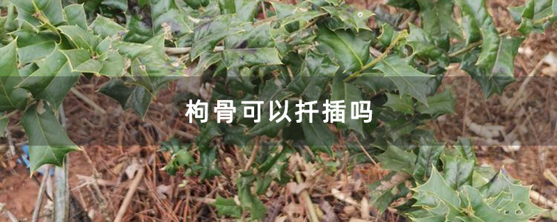 枸骨可以扦插嗎